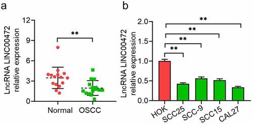 Figure 1. LINC00472 expression in tumor tissues/cell lines of OSCC. (a) 15 pairs of OSCC tumor tissues and normal tissues nearby were collected to detect LINC00472 expression via qRT-PCR assay. (b) LINC00472 expression evaluated in human ordinary oral cell line (HOK) and OSCC cells (SCC25, SCC-9, SCC15, and CAL27) by qRT-PCR assay. **P < 0.01. Data presented in the mean ± standard deviation (SD).