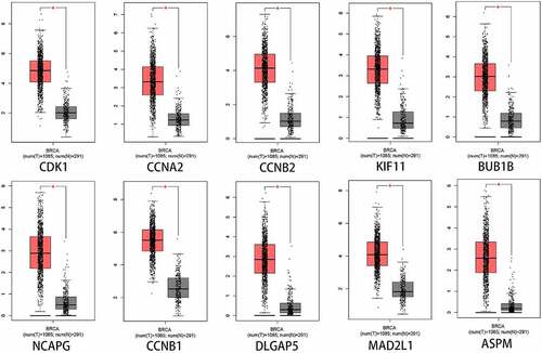 Figure 8. 10 Hub genes expression between normal and tumor tissues. The expression levels of CDK1, CCNA2, CCNB2, KIF11, BUB1B, NCAPG, CCNB1, DLGAP5, MAD2L1, and ASPM in BC tissues were significantly higher than that in normal tissues