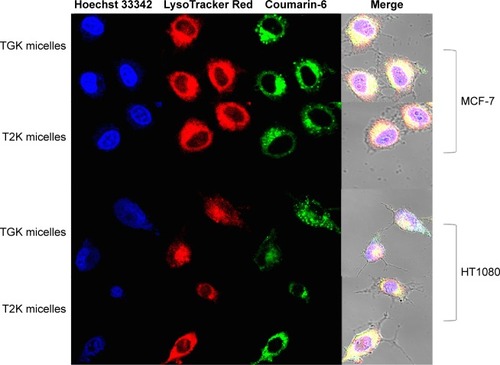 Figure 8 Subcellular location of coumarin-6-labeled T2K micelles and TGK micelles.Notes: Images were taken after incubation with micelles for 30 minutes. Blue, Hoechst 33342; green, coumarin-6-labeled micelles or released coumarin-6; red, LysoTracker Red. Original magnification, ×400. HT1080 is the human fibrosarcoma cell line, MCF-7 is the human breast adenocarcinoma cell line.Abbreviations: T2K micelles, coumarin-6-labeled micelles composed of TPGS/T2K (n:n =40:60); TGK micelles, coumarin-6-labeled micelles composed of TPGS/TGK (n:n =40:60); TPGS, d-α-tocopheryl polyethylene glycol 1000 succinate.