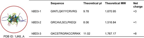 Figure 1 The structure of hBD3 and the physical properties of the hBD3 peptide fragments.Abbreviations: hBD3, human beta-defensin 3; MW, molecular weight; pI, isoelectric point; PDB ID, protein data bank identification.