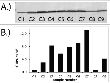 Figure 4. Comparison of Western Blot (A) and MS data (B) for OPC. Similar trends in OPC levels are observed between the Western Blot and the MS data when datasets are qualitatively evaluated. MS results (B) are reported as percentage of the total protein for a series of OMV samples. Percentage of total protein was determined by dividing the measured concentration of OPC by the total protein concentration. Sample numbers on gel (A) correspond to sample numbers in the graph (B).