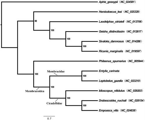 Figure 1. Maximum-likelihood phylogeny of Hemiptera species with fully sequenced mitochondrial genomes. Phylogenetic reconstructions were done from a concatenated matrix of all 13 protein-coding mitochondrial genes with RAxML-HPC2 under the GTRCAT model in the CIPRES portal (Miller et al. Citation2010; Stamatakis Citation2014).