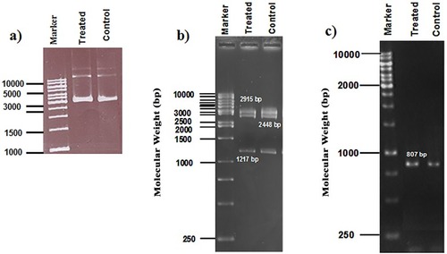 Figure 6 (A) Agarose gel electrophoresis of extracted plasmid. Lane 1: molecular marker, Lane 2: treated, Lane 3: control: (B) Restriction endonuclease digestion. Lane 1: molecular marker, Lane 2: enzyme digested pDNA extracted from treated-cells, Lane 3: enzyme digested pDNA extracted from control cells. (C) Agarose gel electrophoresis of NeoR gene (807 bp amplicon). Lane 1: DNA molecular weight marker; Lane 2: treated sample; Lane 3: control.