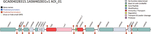 Figure 3. The gene cluster of bacteriocin-producing genes in Lactiplantibacillus plantarum 13–3.