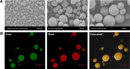 Figure 5 Representative scanning electron microscope (SEM, A) and confocal laser scanning microscopy (CLSM, B) images of PTH/LysDOCA (1:10) nanocomplex containing enteric microparticles.Notes: Eudragit L100-55 polymer shell was mixed with rhodamine isothiocyanate (RITC, in red), and the core containing PTH/LysDOCA (1:10) nanocomplex was mixed with fluorescein isothiocyanate-labeled dextran (FITC-dextran, in green).Abbreviations: PTH, parathyroid hormone; LysDOCA, lysine-linked deoxycholic acid.