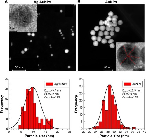 Figure 6 STEM images and particle size distribution for (A) Ag/AuNPs and (B) AuNPs. Insets: HRTEM images. The red lines in the HRTEM image in (B) show the twin planes in the Au nanocrystals.Abbreviations: AgNPs, silver nanoparticles; AuNPs, gold nanoparticles; Dmean, mean particle size; HRTEM, high-resolution transmission electron microscopy; STEM, scanning transmission electron microscopy.