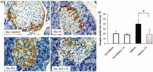 Figure 4. Effect of daily injections of F1 fraction on the percentage of glucagon-positive cells of diabetic mice. (a) Pancreas sections from diabetic and normal mice, injected daily for 11 days with F1 fraction, were stained with antibodies against glucagon (brown). In control mice, glucagon-positive cells are found on the periphery of the islets. (d) The percentages of glucagon-positive cells were quantified in total islet cells. Photos were taken at ×400 magnification. The mean ± SEM derived from five mice is shown; *p < 0.05. e: exocrine pancreas; i: islet.