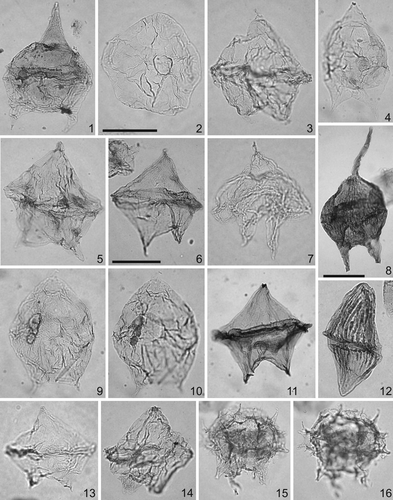 Plate 7. Scale bars represent 40 μm; scale bar in figure 6 applies to the specimen 6; scale bar in figure 8 applies to the specimen 8, 11 and 12; Scale bar in figure 2 applies to all the other specimens. The photomicrographs were all taken using plain transmitted light. Figure 1. Deflandrea galeata (Lejeune-Carpentier 1942) Lentin & Williams 1973. Sample OH 17, slide 1, EF D25/2. Specimen in dorsal view, high focus. Note the intercalary archeopyle and operculum in situ. Figure 2. Lejeunecysta globosa Biffi & Grignani 1983. Sample OH 12, slide 1, EF F43. Specimen in dorsal view, high focus. Note the intercalary archeopyle. Figure 3. Phelodinium gaditanum (Riegel 1974) Lentin and Williams 1981. Sample OH 11, slide 1, EF Q42/4. Specimen in dorsal view, low focus. Figure 4. Cerodinium mediterraneum Slimani et al. Citation2008. Sample OH 12, slide 1, EF U33. Specimen in dorsal view, low focus. Figure 5. Phelodinium magnificum (Stanley 1965) Stover and Evitt Citation1978. Sample OH 2, slide 1, EF H 45, Specimen in dorsal view, high focus. Figure 6. Lejeunecysta decorinassa Srivastava Citation1995. Sample OH 12, slide 2, EF X47. Specimen in dorsal view, high focus. Note the granulose wrinkles on the wall. Figure 7. Lejeunecysta communis Biffi & Grignani 1983. Sample OH 14, slide 1, EF C30/3. Specimen in ventral view, low focus. Figure 8. Cerodinium striatum (Drugg Citation1967) Lentin & Williams 1987. Sample OH 14, slide 1, EF W35. Specimen in dorsal view, high focus. Note the intercalary archeopyle and striated wall. Figures 9, 10. Phelodinium elongatum sp. nov. Paratype. Sample OH 10, slide 1, EF O46/2. Specimen in ventral view, 9 – low focus showing the intercalary archeopyle, 10 – focus on the apical horn. Figure 11. Lejeunecysta izerzenensis Slimani et al. Citation2008. Sample OH 1, slide 1, EF L27. Specimen in dorsal view, high focus on the cingular denticulate septa. Figure 12. Dinogymnium acuminatum Evitt et al. 1967. Sample OH 1, slide 1, EF V34/4. Figure 13. Lejeunecysta hyalina (Gerlach 1961) Artzner & Dörhöfer 1978. Sample OH 1, slide 1, EF G29/3. Specimen in ventral view, low focus. Figure 14. Phelodinium africanum Biffi & Grignani 1983. Sample OH 11, slide 1, EF P46/2. Specimen in ventral view, low focus. Note the large pericoel on the right antapical horn. Figures 15, 16. Palynodinium grallator Gocht 1970. Sample OH 18, slide 1, EF N34/4. Specimen in dorsal view, 15 – high focus, 16 – low focus.