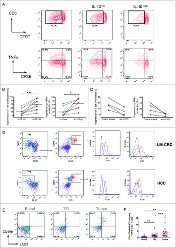 Figure 2. (See previous page). Tumor-infiltrating CD4+FoxP3−IL-10+ T cells are potent suppressors of T cell function and their phenotype corresponds to Tr1 cells. Tumor-infiltrating CD4+CD25− T cells were activated with anti-CD3/CD46 or anti-CD3/ICOS antibodies for 24–48 h, then stained for IL-10 and magnetically sorted into IL-10low and IL-10high fractions, which were both co-cultured at a 1:10 ratio with CFSE-labeled PBMCs from healthy donors stimulated with phytohemagglutinin (PHA) for 5 d (A) T cell proliferation and TNFα production measured by flow cytometry in PHA-stimulated PBMCs cultured alone or in the presence of IL-10low or IL-10high fractions of tumor infiltrating CD4+CD25− T cells. (B) Collective analysis of the percentages of suppression of T cell proliferation and TNFα production from eight patients. (C) Effect of blocking IL-10R on the suppressive capacity of CD4+IL-10high cells. Cells were cultured as described above in the presence of 30 μg/mL of neutralizing anti-IL-10R antibody or an irrelevant isotype control antibody. (D) Expression of CD49b and LAG-3 on tumor-infiltrating CD4+ T cells activated with antibodies to CD3 and ICOS for 24 h. Cells were gated on viable CD3+CD4+ T cells and FoxP3+CD127− Tregs were excluded from the analysis. Histograms show the expression of IL-10 and ICOS in different populations based on the expression of CD49b and LAG-3. (E) CD49b and LAG-3 expression in blood, TFL and TILs isolated from a representative patient with HCC. Cells were gated on viable CD3+CD4+FoxP3− T cells. (F) Collective percentages of CD49b+LAG-3+ cells within CD4+Foxp3− T cells in 21 patients analyzed (HCC n = 8 and LM-CRC n = 13). HCC (red dots) and LM-CRC (blue open dots).