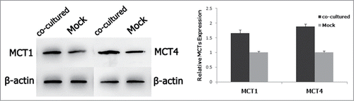Figure 3. Protein assay of MCT1 and MCT4 expression in fibroblasts with/without the co-culture of bladder cancer cells by western blot.