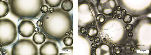 Figure 3. Wood fibers in foam. The spatial restrictions due to bubbles affect the location, shape, and orientation of the fibers. Reprinted with permission from Ref. [Citation45].
