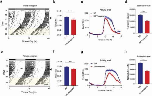 Figure 3. Verapamil treatment shortens circadian wheel-running periods in mice. (a–d) Male mice (n = 29). (e–h) Female mice (n = 30). (a and e) Representative actograms are shown for C56BL6/J male and female mice. Arrowheads indicate the LD (light:dark) to DD (dark:dark) transition. Water containing Verapamil (1 mg/ml) was administered during the interval indicated by yellow shading on the actogram. (b and f) Free-running period of C56BL6/J male and female mice under DD (constant darkness) for normal water. Error bars represent ± SEM. (c and g) Average wave plots summarizing wheel-running activity during DD for normal water, and verapamil water. (d and h) Daily total wheel-running activity during DD for normal water and verapamil water. Data are presented as mean ± SEM. T-test shows the significant statistical differences between normal water and verapamil water (***, p < .001; ****, p < .0001)