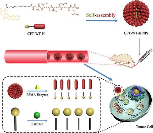 Scheme 1 Schematic illustration of the PSMA and esterase dual responsive CPT nanoparticles (CPT-WT-H NPs) with negatively charged surface, prolonged blood circulation, excellent PSMA-targeted delivery, enhanced tumor accumulation, potent antitumor efficacy and low side effects.