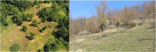 Figure 2. Remnants of historical agroforestry systems that are still recognisable in the Vetto area. Regular rows of service trees were used to be cultivated with vineyards and crops (Photo: Ⓒ Brandolini F. 2021).