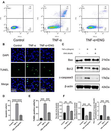 Figure 4 Engeletin alleviated TNF-α-induced apoptosis of NP cells. (A and D) Stained with Annexin V-FITC and PI, the rate of apoptotic NP cells in different groups were measured by flow cytometry. (B) The representative images of TUNEL assay with DAPI staining for nuclei (scale bar: 50µm). (E) TUNEL-positive cells were counted for the semi-quantitative analysis. (C and F) The expression of Bax, Bcl-2 and cleaved caspase-3 at protein level were determined by Western blotting. All data are presented as mean ± SD. **P < 0.01, ***P<0.001 and ****P<0.0001, n = 3.