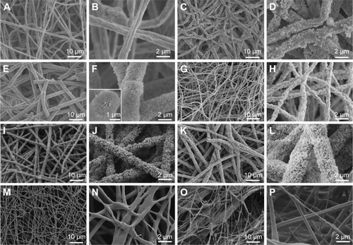Figure 5 SEM micrographs of different nanofibers after mineralization in SBF for different time periods.Notes: SEM characterization of (A–F) BSA-containing ACP-PLA, (G–I) ACP-PLA, and (M–P) PLA nanofibers after being immersed in SBF. BSA-containing ACP-PLA nanofibers: (A and B) 1 day, (C and D) 3 days, and (E and F) 7 days; ACP-PLA nanofibers: (G and H) 1 day, (I and J) 3 days, and (K and L) 7 days; PLA nanofibers: (M and N) 1 day and (O and P) 7 days.Abbreviations: SEM, scanning electron microscopy; BSA, bovine serum albumin; ACP, amorphous calcium phosphate; PLA, poly(d,l-lactic acid); SBF, simulated body fluid.