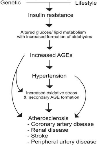 Figure 1 Mechanism of cardiovascular disease. In insulin resistant state, excess aldehydes formed due to altered glucose/lipid metabolism react with proteins to form advanced glycation end products (AGEs). AGEs alter the functions of cellular proteins including vascular ion channels, and metabolic and antioxidant enzymes, with oxidative stress leading to hypertension and atherosclerosis.