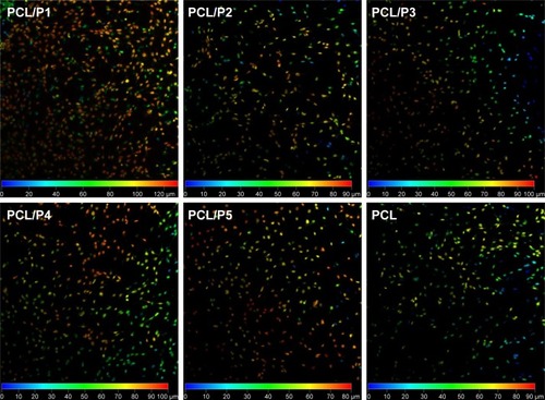 Figure 5 Cell infiltration into the scaffolds.Notes: Cell nuclei visualized using confocal microscope were labeled based on their position inside fibrous scaffolds. The color scale shows cells in different depths of the scaffold. Cell infiltration was similar on all the scaffolds (80–90 µm) except for the PCL/P1, where cells penetrated to the depth of 120 µm.Abbreviations: PCL, poly-ε-caprolactone; P, platelets.