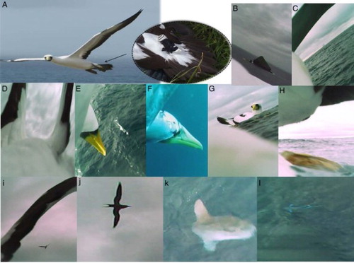 Figure 1 Digital still images obtained from bird-borne cameras attached to two male chick- rearing adult masked boobies. A, Flying bird with a miniaturised camera attached to the four central feathers of the tail; B, bird heading NE away from Muttonbird Point for a splash down during a short trip (within 1.5 km from the colony); C, foraging bird returning to the colony (at least 55 km away) at dusk approaching from the SSW from S of Balls Pyramid; D–H, a foraging phase (FP) that consists of ascent: E—aerial phase of the plunge dive: F— underwater phase of the plunge dive: G—resting near a conspecific: H—take off; I, foraging in the presence of conspecifics; J, frigate bird in association with camera-mounted bird; K, plunge diving in the presence of sunfish (Mola mola); L, aerial prey detection of flyingfish (Exocoetidae).