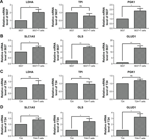 Figure 6 Gene expression associated with glycolysis and glutaminolysis in 5637 and T24 cells after co-culture with T cells.