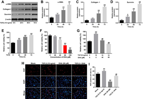 Figure 2 DHA significantly reversed TGF-β-induced proliferation in HTFs.