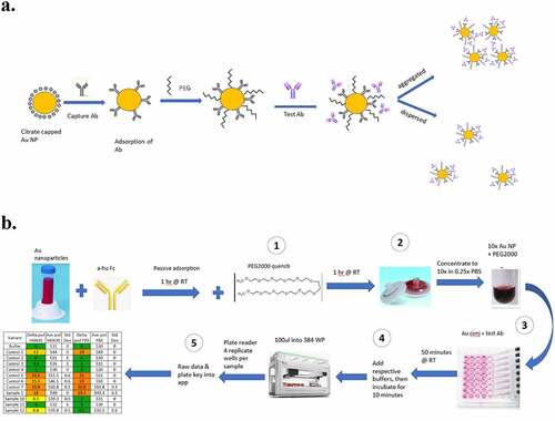 Figure 3. Optimized PEG-stabilized SINS protocol (PS-SINS) and workflow. Major steps with optimizations are: 1) Couple Au beads and quench with PEG2000 at 1 mg/mL for one hour (a). 2) Elution by PBS (0.25x) into concentrated Au NP solution (10x). 3) Add PEG2000 of 0.1 mg/mL to the reaction mixture, with the mAb sample, PEG-stabilized immunogold conjugates, and the corresponding buffer solution. This resulted a final mAb concentration of 50 mg/mL in the respective buffer conditions. 4) Add buffer to bring up volume for robotic dispensation. 5) upload raw data obtained from plate reader to R/Shiny app for data processing and analysis.(a) A reaction flow, going from left to right, of a yellow circle surrounding by negative charge bubbles. An arrow points to the right, showing addition of Y-shaped antibodies onto the yellow circle. An arrow to the right of this new yellow circle with antibodies on the surface show the yellow circle now also with squiggly lines in between the antibodies, denoting PEG attachment. Another arrow to the right, showing Test Ab addition onto the yellow circle. There are then 2 different arrows, one going the upper right corner showing these yellow circles to be close to each other. The arrow going to the lower right corner show 3 yellow circles further apart. (b) A workflow going from left to right, then going down and looping back to the left. The workflow starts with a 50 ml conical, add anti-Fc antibody, incubation for 1 hr at RT, then add PEG and incubate for 1 hr at RT. Then, 2 syringe filters are shown, 1 with dark pink on the membrane and 1 that looks white. Arrow to the right shows concentration of 10x and a darker, smaller volume of the pink gold. The workflow the loopdowns to the bottom and shows a multi-channel pipet in the process of adding pink gold solutions onto a well plate. Continuing to the left shows incubation at RT for 50 minutes followed and the note “100ul into 384 WP” right above a liquid dispensing robot. It continues to the left with four replicate wells per sample” and a table showing Control and Sample names, with conditionally color coding of results.