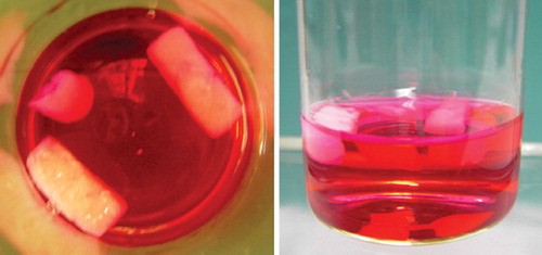 Figure 6. Fibrin glue constructs maintain form stability, size, and consistency after two weeks under cell culture conditions in DMEM (5% CO2, 37°C).