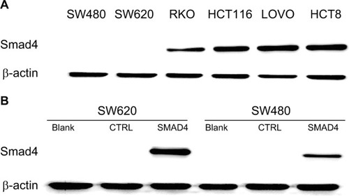 Figure 3 Generated stable Smad4 reexpression in human colon cancer cells.Notes: (A) Expression of Smad4 in six kinds of colon cancer cells including SW480, SW620, RKO, HCT116, LOVO, and HCT8 by WB. (B) WB detection of Smad4 expression level in SW480 and SW620 cells following Smad4 reexpression. β-Actin was used as an internal control. Blank: null SW620 or SW480 cells. CTRL: empty vector-infected SW620 or SW480 cells. SMAD4: Smad4 vector-infected SW620 or SW480 cells.Abbreviation: WB, Western blot.