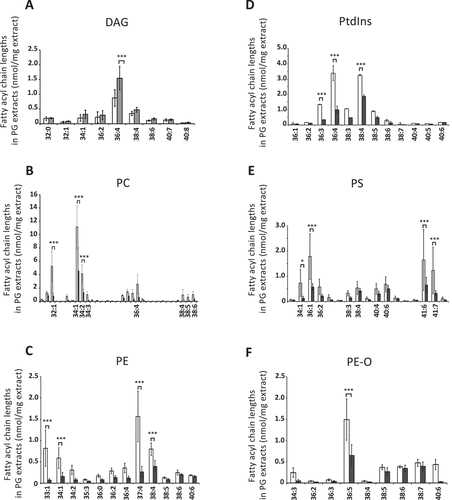 Figure 6. The changes in abundance of the mutant DAG and PL as a whole are reflected in the changed abundance of fatty acyl species. (A) Absolute amounts (expressed as nmol/mg of PG tissue) of the most common DAG species (36:4) are higher in atg7ΔKC PG lipids. (B–F) Absolute amounts (expressed as nmol/mg of PG tissue) of the most common fatty acyl moieties in PL from atg7ΔKC PG are lower than the corresponding species from control mice. (B) PC. (C) PE. (D) PtdIns. (E) PS. (F) PE-O. Lipids from whole PG were extracted and subjected to HPLC-MS as described in Goyal et al. White columns: Atg7F/F, gray columns: atg7ΔKC. N = 4 Atg7F/F and 6 atg7ΔKC mice. Two-way ANOVA with Bonferroni posthoc test, mean ± standard deviation. *p < 0,05, **p < 0.01, ***p < 0.001 for differences between the respective fatty acyl species in Atg7F/F and atg7ΔKC PG extracts. DAG: diacyl glycerides; PC: phosphatidylcholine; PE: phosphatidylethanolamine; PE-O: ethanolamine plasmalogen; PS: phosphatidylserine; PtdIns: phosphatidylinositol.