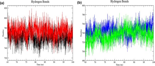 Figure 7. (Colour online) The number of intramolecular hydrogen bonds as a function of time from 65 to 100 ns of simulation. (a) Black denotes wild-type structure and red denotes mutant structure in the resting state. (b) Blue denotes wild-type structure and green denotes mutant structure in the activated state. In the resting state, more numbers of intramolecular bonds were formed in the mutant than in the wild-type structure. The mutant structure had lesser intramolecular hydrogen bonds than the wild-type structure in the activated state.