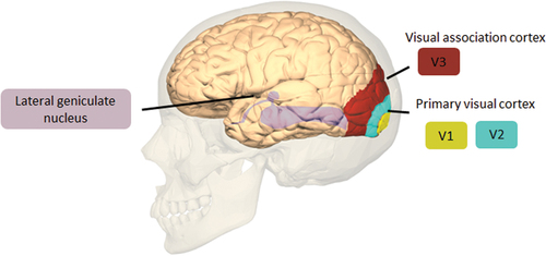 Figure 3. This demonstrates key regions related to visual processing, such as V1–3 and the lateral geniculate nucleus.This image is adapted and taken from BodyParts3D, © the Database center for Life Science licensed under CC attribution-share alike 2.1 Japan.