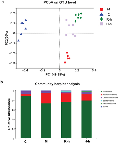 Figure 3. The overall structure of the gut microbiota. (a) PCoA on OUT level of different groups (n = 6). (b) the relative abundance at the phylum level. C, control group; M, model group; R-h, raw licorice high dose group; H-h, honey-roasted licorice high dose group.