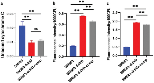 Figure 8. (a) relative positive surface charge by cytochrome c binding. (b) cell membrane depolarization. The graph shows intracellular DiBAC4(3) fluorescence intensity. (c) potassium ion leakage. The graph shows the fluorescence intensity of the intracellular PBFI bound to potassium ions. The data calculated from the three samples per group are expressed as the mean ± SE * p < 0.05,** p < 0.01.