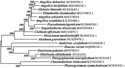 Figure 1. The neighbour-joining (NJ) analysis of Ostericum citriodorum and related taxa in Apiaceae, inferred from their complete chloroplast genome sequences. Bootstrap (BS) values from 1000 replicates are labeled on the nodes.
