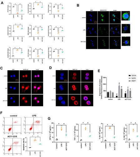 Figure 5 The effect of ACY-1215 on energy metabolite in LPS induced RAW264.7 cells. (A) The levels of ATP, Oxaloacetate, MDH1, α-Ketoglutarate, Citrate, MDH1, L-Malate, Isocitrate, and Succinate in RAW264.7 cells was tested. (B–D) The levels of DDX3X, NLRP3, and DNMT1 were detected by immunofluorescence. (E) A histogram was used to show the protein level of DDX3X, NLRP3 and DNMT1. (F) Cell apoptosis was detected by flow cytometry. (G) The levels of HIF1α, TNF-α, IL-6, and IL-1β in cell were tested by ELISA kits. Data are shown as mean ± SD. #P < 0.05, compared with the control group. *P < 0.05, compared with the LPS group.