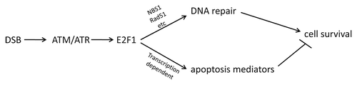 Figure 1 E2F1 can either promote either DNA repair or apoptosis in response to DNA damage, which should exert opposing effects on cell survival.