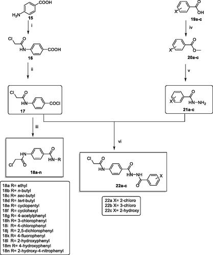 Scheme 2. Synthetic pathway for compounds 18a–n and 22a–c; Reagents and conditions: (i) ClCH2COCl/DMF/NaHCO3/r.t./1 h, (ii) SOCl2/DCE/DMF/reflux/4 h, (iii) RNH2/acetonitrile/TEA/r.t./8 h (iv) methanol/conc.H2SO4/reflux/8 h, (v) NH2NH2.H2O/ethanol/reflux/8 h, (vi) acetonitrile/TEA/r.t./8 h.