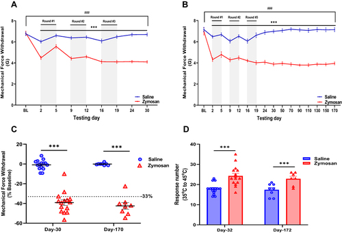 Figure 2 Development of vulvar mechanical and thermal sensitivity in rats after three rounds of zymosan administration. (A and B) Mechanical force withdrawal (G). There was a significant decrease in mechanical threshold among the saline group during each round. Afterward, the mechanical threshold returns to baseline ((A), short term n=15; (B), long term n=8). Among the zymosan group, the decrease in mechanical threshold was maintained throughout the zymosan challenges and 156 days after the 3rd round (day 170), compared to the baseline and saline group ((A), short term n=15; (B), long term n=8). (C) Mechanical force withdrawal (G) of day 30 and day 170 normalized to the baseline (D) Sum of nociceptive response (Vulva/hind paw licking, Rearing, and jumps) in the Dynamic Hot plate test (35°C to 45°C) after 18 days (day 32) and 158 days (day 172) of the 3rd round of zymosan/saline administration (n=8-15 per group). Mean ± SEM. ***P<0.001, zymosan vs saline, ###P<0.001, compared to Baseline.