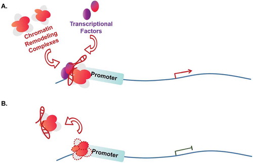 Figure 3. Influencing on chromatin remodelling complex.
