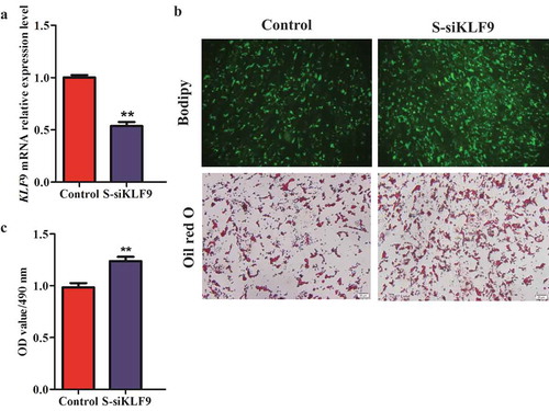 Figure 3. The silencing efficiency analysis of KLF9 gene in subcutaneous preadipocytes of goats. (a) The interference efficiency of KLF9 was detected in mRNA level, n = 6. (b) Morphological observation of Oil red O staining and Bodipy staining. (c) The OD490 nm value was detected by Oil red O staining, n = 6. ** extremely significant difference (P < 0.01).