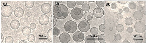 Figure 3. CRYO-TEM microscopy images: 3 A FOL-DUAL-ILs; 3B FOL-DUAL-DLs; 3C UN-DUAL-DLs.