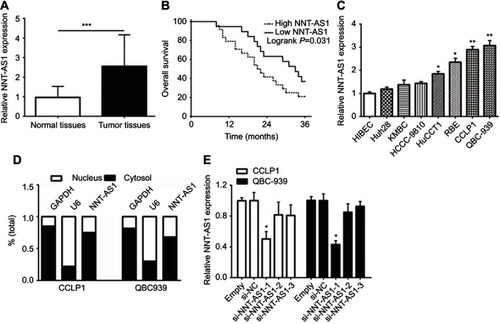 Figure 1 NNT-AS1 was highly expressed in CCA tissues and cells.Notes: (A) The qRT-PCR results revealed the expression of NNT-AS1 in 48 CCA samples collected in the research cohort. (B) Kaplan-Meier curves and log-rank test revealed the overall survival of CCA patients with high/low NNT-AS1 expression levels. (C) The differential expression levels of NNT-AS1 in CCA cell lines (Huh28, KMBC, HCCC-9810, HuCCT1, RBE, CCLP1, QBC-939) and HIBEC cell were examined by qRT-PCR. (D) The expression of NNT-AS1 in the nucleus and cytoplasm of CCA cells (CCLP1, QBC-939). U6 (nuclear retained) and GAPDH (exported to cytoplasm) were served as controls. (E) qRT-PCR was used to determine the expression of NNT-AS1 after siRNA transfection in the CCLP1 and QBC-939. The error bars indicate the means ± SD, and each experiment was repeated three times. *p<0.05, **p<0.01, ***p<0.001.Abbreviations: CCA, Cholangiocarcinoma; NNT-AS1, nicotinamide nucleotide transhydrogenase antisense RNA 1; qRT-PCR, quantitative real time polymerase chain reaction; HIBEC, human intrahepatic biliary epithelial cell.