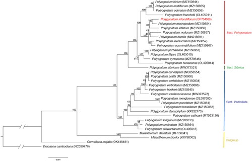 Figure 3. Maximum likelihood (ML) tree of 34 chloroplast genomes of Polygonatum and the outgroups. Values indicated above the branches are ML bootstrap support values (bootstrap repeat: 10000).