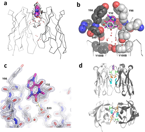 Figure 2. Structure of caffeine/anti-caffeine VHH homodimer complex. (a) Homodimer stick structure highlighting caffine binding site and conserved water molecules within VHH:VHH interface. (b) Close up of caffeine binding site. Image is rotated 90° vertically from panel A. Y32 sidechains from both VHH domains, which are are shown in stick (foreground) and space fill (background), “sandwich” the caffine ligand. (c) Electron density map (2FoFc) of caffeine/CDR3-binding pocket with water mediated hydrogen bond. Map coutoured at 2σ. (d) Side and top view perspective of the VHH complex. VHH domains (white and gray); caffeine (magenta); interface mutations F47R (cyan), V100R (green), and Y(100B)R (orange); Kabat numbering is use for residue positions. Caffeine shown in magenta in all panels.