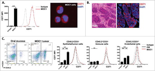 Figure 1. CD71 is expressed on MOC1 cells and endothelial cells within the tumor microenvironment. A, MOC1 cells were assayed for CD71 expression by flow cytometry (clone R17217; left panel) or immunofluorescence (right panel). B, MOC1 tumors were harvested, sectioned, and assessed for CD71 expression via immunofluorescence (40x image, H&E on left). C, MOC1 tumor or oral mucosa was harvested, digested into a single cell suspension and assessed for CD71 expression on CD45.2−CD31− epithelial/tumor cells, CD45.2+CD31− immune cells or CD45.2−CD31+ endothelial cells via flow cytometry. Representative dot plots of the digested tissues on the left, with representative CD71 histograms and quantification (MFI, n = 5 mice) on the right for each cell type. **, p < 0.01; ***, P,0.001.