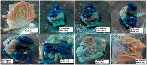 Figure 13. Light photos showing presence of gels in rat stomach at different time intervals after oral administration of optimized formula.