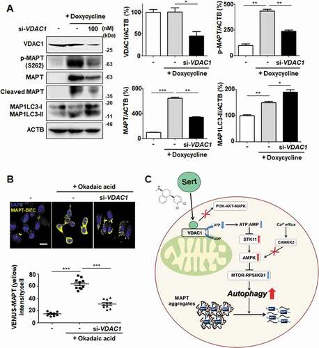 Figure 9. VDAC1 is a biologically relevant target protein of Sert-induced biological activity on tauopathy. (A) Western blot analysis of the level of VDAC1, p-MAPT, MAPT, Cleaved MAPT, MAP1LC3, and ACTB in inducible MAPT cells after transfection with si-VDAC1 (100 nM) for 48 h. The graph plots the quantification data is shown in (A). n = 3, *p < 0.05, **p < 0.01, ***p < 0.001. (B) Degradation of MAPT oligomers was visualized in MAPT-BiFC cells when cells were transfected with si-VDAC1 (100 nM) for 48 h. Scale bar: 20 μm. Quantification of data is shown in (B). Values are means ± SEM; n > 20 cells. ***p < 0.001. (C) Schematic summary of VDAC1-mediated autophagy modulation upon Sert treatment