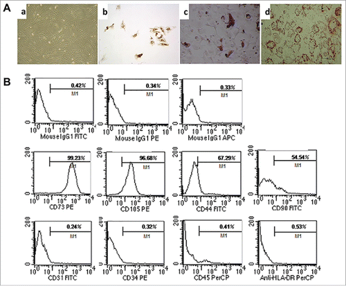 Figure 1. Characteristics and differentiation potential of MSCs derived from umbilicalcord tissues. (A) Morphology of UC-MSCs Magnification:×100. After chondrogenic differentiation conditions, MSCs differentiate into chondrogenic-like cells and immunohistochemically stained positive for type II Collagen; ×100. After osteogenic-specific induction, the MSCs were stained with Alizarin red; ×100. After inducing adipogenic differentiation, the cells showed many small lipid vacuoles, as assessed by Oil Red O staining;×100. (B) Flow cytometric analysis showing the MSC cells surface antigens: positive for mesenchymal lineage markers (CD44, CD73, CD90 and CD105), negative for haematopoietic and endothelial markers (CD31, CD34 and CD45), and negative for HLA-DR.