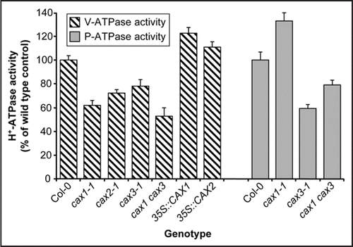 Figure 1 Tonoplast H+-ATPase (V-ATPase) activity and plasma membrane H+-ATPase (P-ATPase) activity in wild type Arabidopsis (ecotype Col-0) and Arabidopsis lines with manipulated tonoplast Ca2+/H+ exchange activity. 35S::CAX1 and 35S::CAX2 denote lines that overexpress a constitutively active N-terminally truncated CAX1 or CAX2 construct driven by the CaMV 35S promoter in the cax1-1 or cax2-1 mutant background, respectively. V-ATPase H+-transport activity was measured by the ATP-dependent quenching of quinacrine fluorescence, and rates of bafilomycin-sensitive, vanadate-resistant hydrolytic activity of the V-ATPase were determined in isolated tonoplast membranes, as described in refs. Citation11 and Citation13. Rates of vanadate-sensitive, bafilomycin- and azide-resistant hydrolytic activity of the P-ATPase were determined in isolated plasma membranes, as described in ref. Citation14. Results are shown as % of wild type (Col-0) ATPase activity and are means ± SE of 3–4 independent experiments. Data taken and modified from refs. Citation11–Citation14.