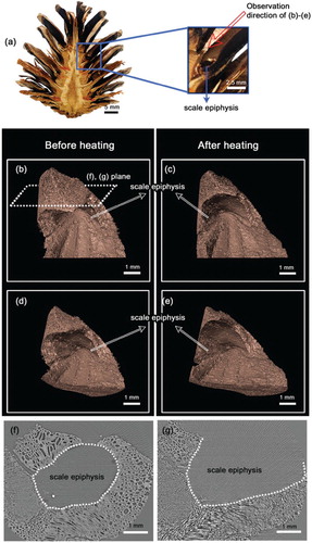 Figure 4. Pine cone morphological changes in response to heat. (a) Pine seeds were maintained in the seed racks of pine cone that were placed between bract scale and scale. (b–e) Changes in seed rack morphology were observed using X-ray tomography. (b,d) The epiphysis of the cone scale is closed under normal conditions. (c,e) However, the gap in epiphysis of the cone scale is wide open following heating. (f,g) Cross-sectional images show that morphological changes of gap in the epiphysis of the cone scale response to heating: heating changes the epiphysis from a closed round circle to a splay shape.